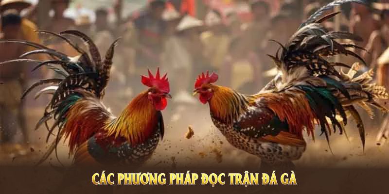 Các phương pháp đọc trận đá gà PG88 chuẩn xác và tiết kiệm chi phí Các phương pháp đọc trận đá gà PG88 chuẩn xác và tiết kiệm chi phí