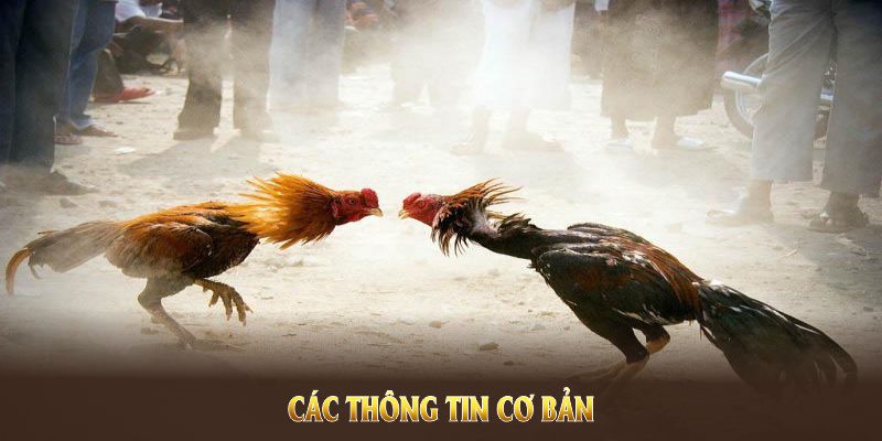 Các thông tin cơ bản của sảnh đá gà PG88 bạn cần nắm Các thông tin cơ bản của sảnh đá gà PG88 bạn cần nắm