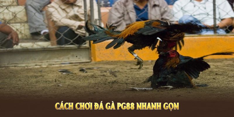 Cách chơi đá gà PG88 nhanh gọn, tiện lợi bất cứ khi nào Cách chơi đá gà PG88 nhanh gọn, tiện lợi bất cứ khi nào