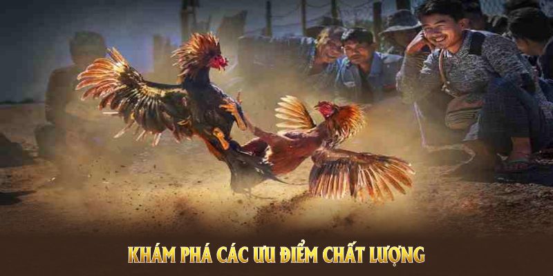 Khám phá các ưu điểm chất lượng của sảnh đá gà PG88 để thấy sự khác biệt Khám phá các ưu điểm chất lượng của sảnh đá gà PG88 để thấy sự khác biệt