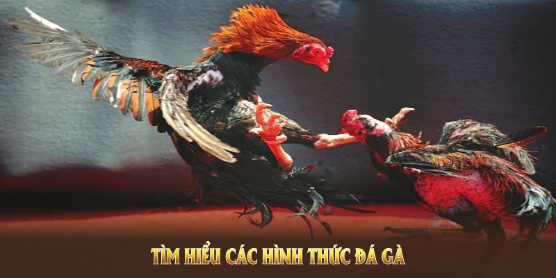 Tìm hiểu các hình thức đá gà PG88 nổi bật nhất Tìm hiểu các hình thức đá gà PG88 nổi bật nhất